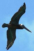 Brown Pelican