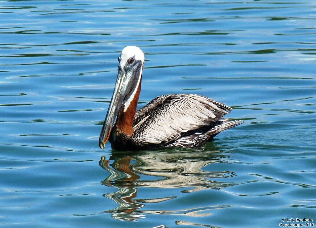 Brown Pelican