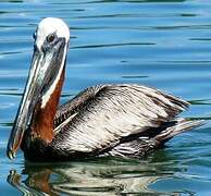 Brown Pelican