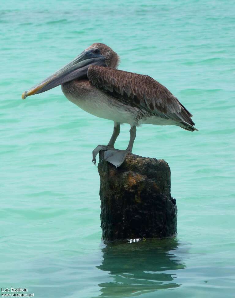 Brown Pelicanjuvenile, identification