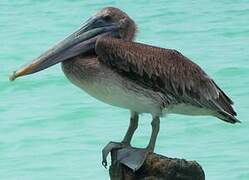 Brown Pelican