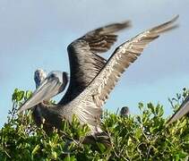 Brown Pelican