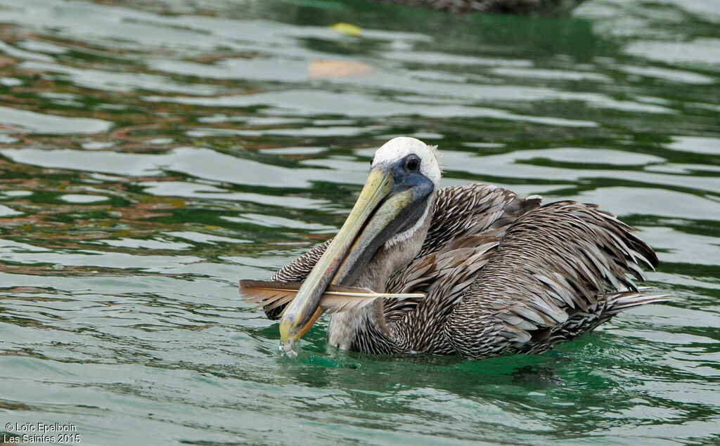 Brown Pelican