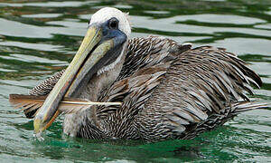 Brown Pelican