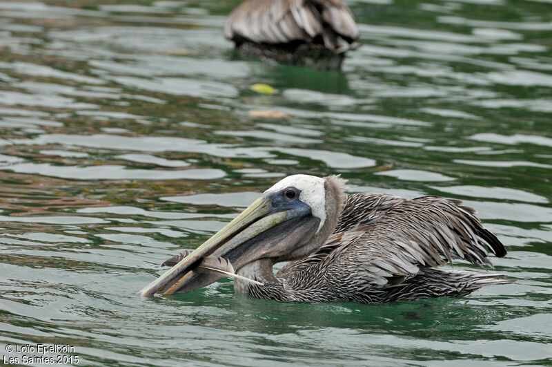 Brown Pelican