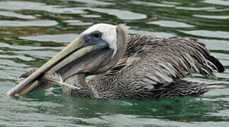 Brown Pelican