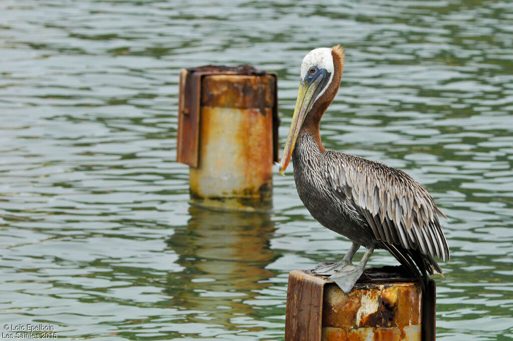 Brown Pelican