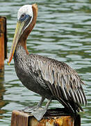 Brown Pelican