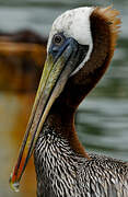 Brown Pelican