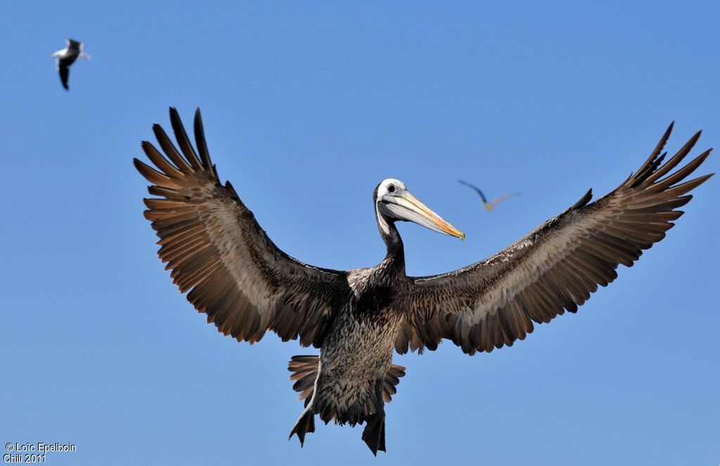 Peruvian Pelican