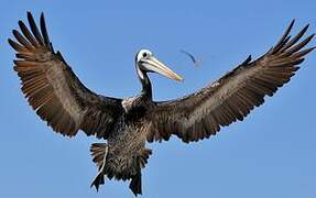 Peruvian Pelican