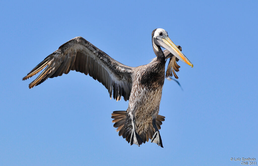 Peruvian Pelican