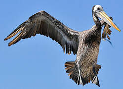 Peruvian Pelican