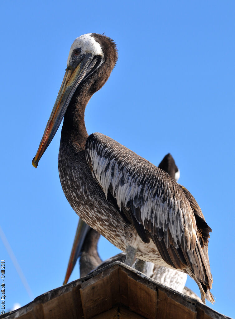 Peruvian Pelican