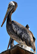 Peruvian Pelican