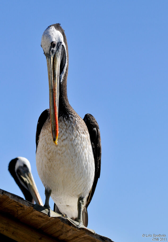 Peruvian Pelican