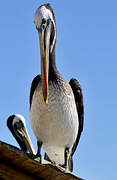 Peruvian Pelican