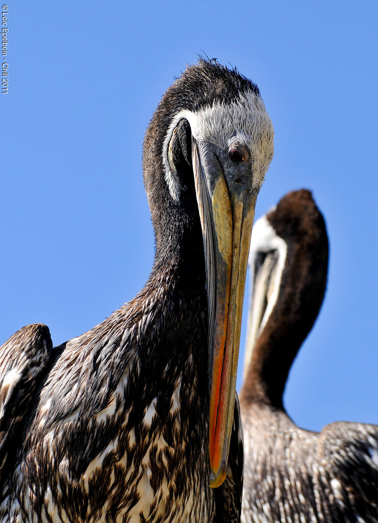 Peruvian Pelican