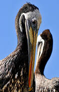 Peruvian Pelican