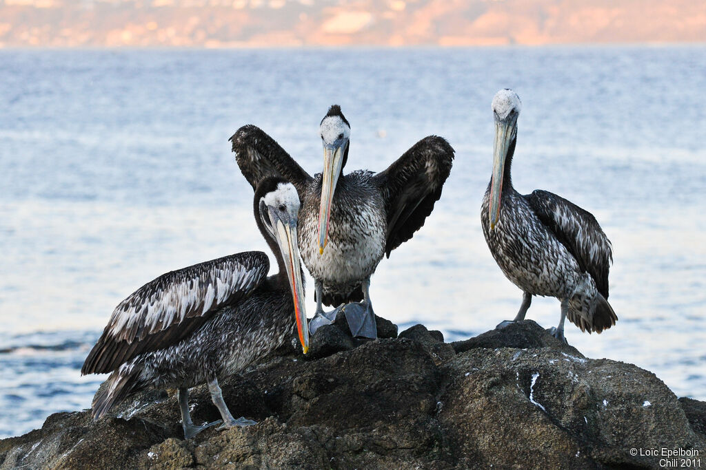 Peruvian Pelican