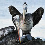 Peruvian Pelican