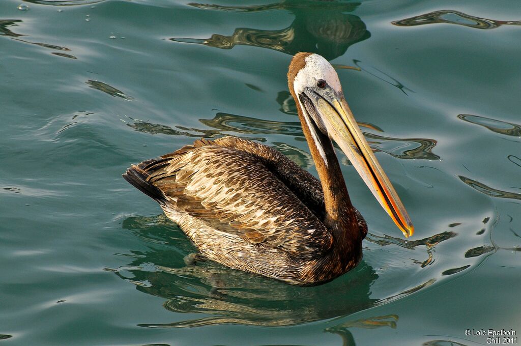 Peruvian Pelican