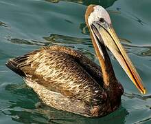 Peruvian Pelican