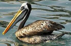 Peruvian Pelican