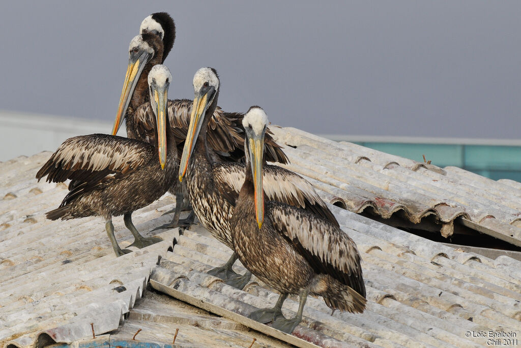 Peruvian Pelican