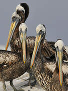 Peruvian Pelican