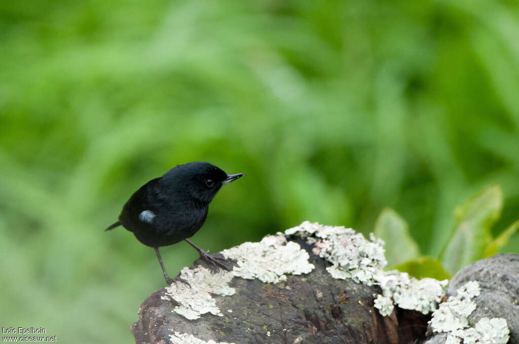 Black Flowerpierceradult, identification