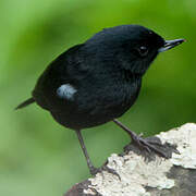 Black Flowerpiercer