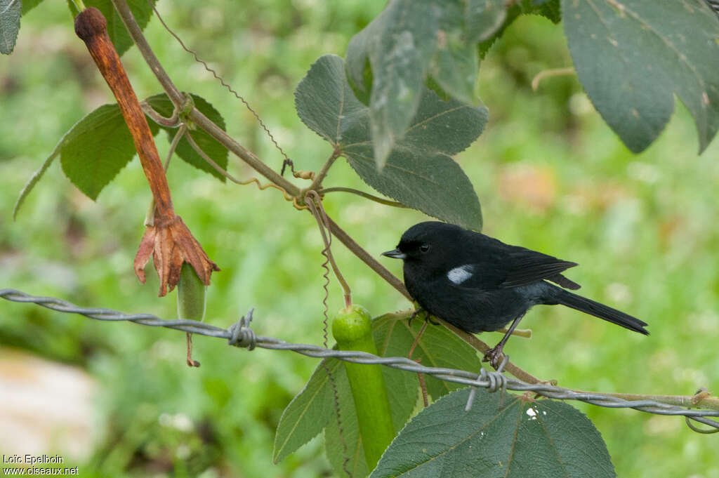 Black Flowerpierceradult, habitat, pigmentation