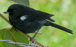 Black Flowerpiercer