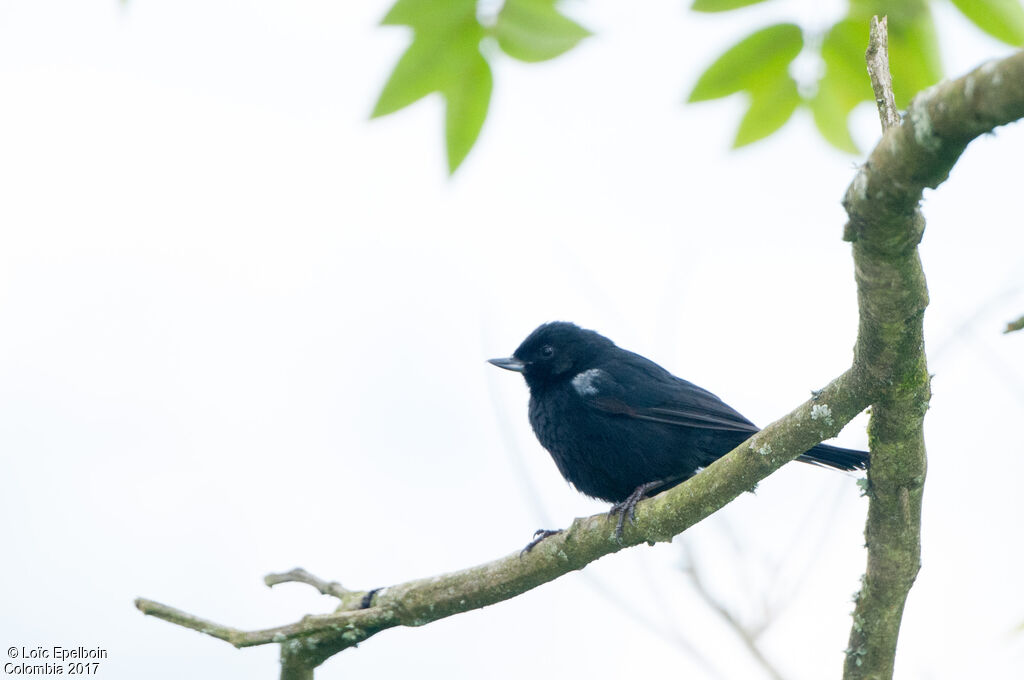 Black Flowerpiercer