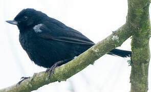 Black Flowerpiercer