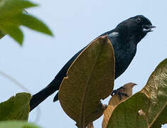 Black Flowerpiercer