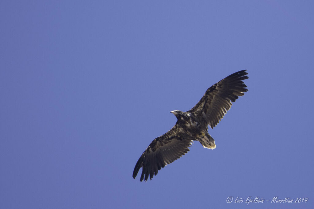 Egyptian Vulture