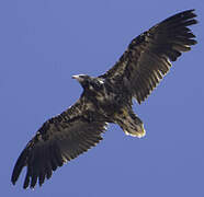 Egyptian Vulture