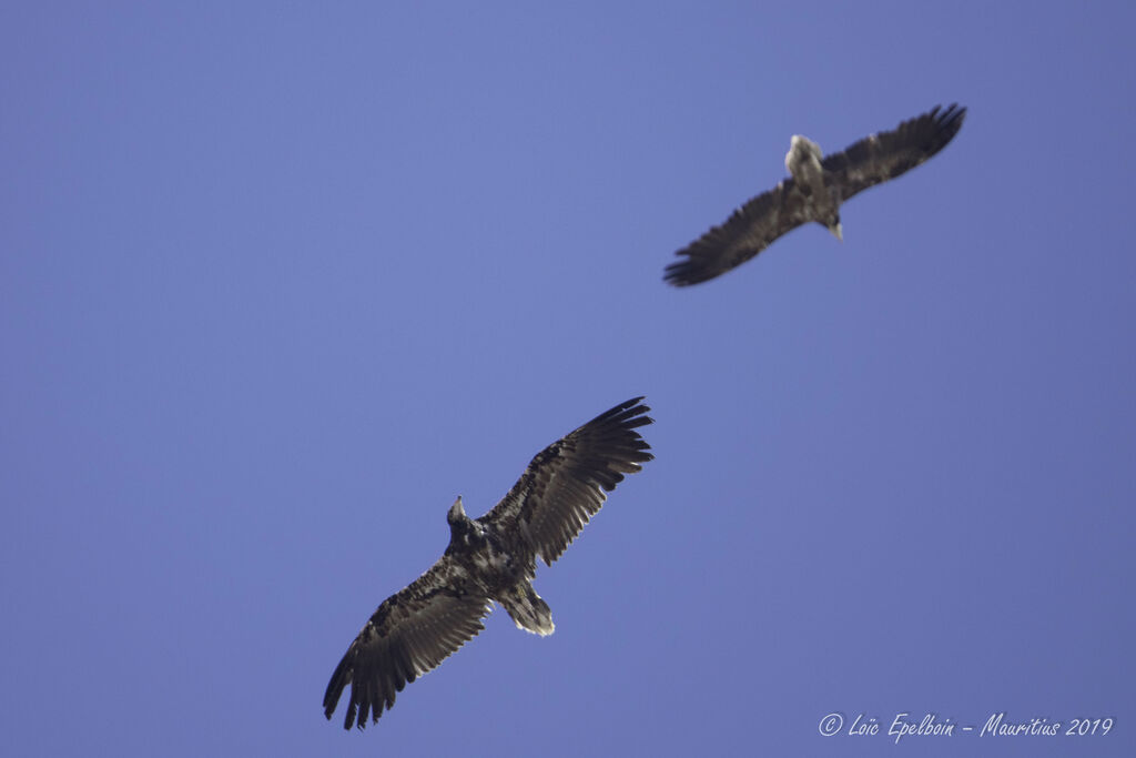 Egyptian Vulture