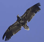 Egyptian Vulture