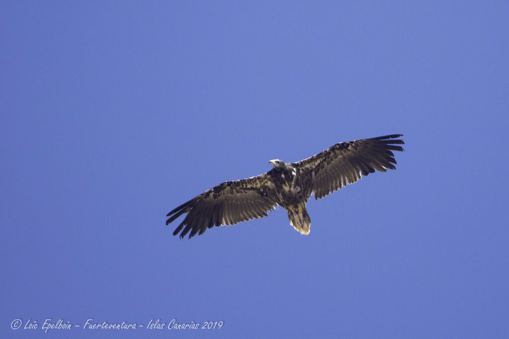 Egyptian Vulture