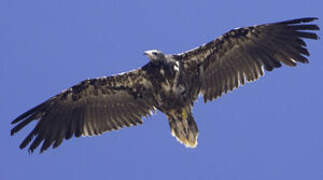 Egyptian Vulture