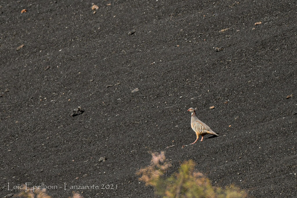 Barbary Partridge