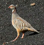 Barbary Partridge