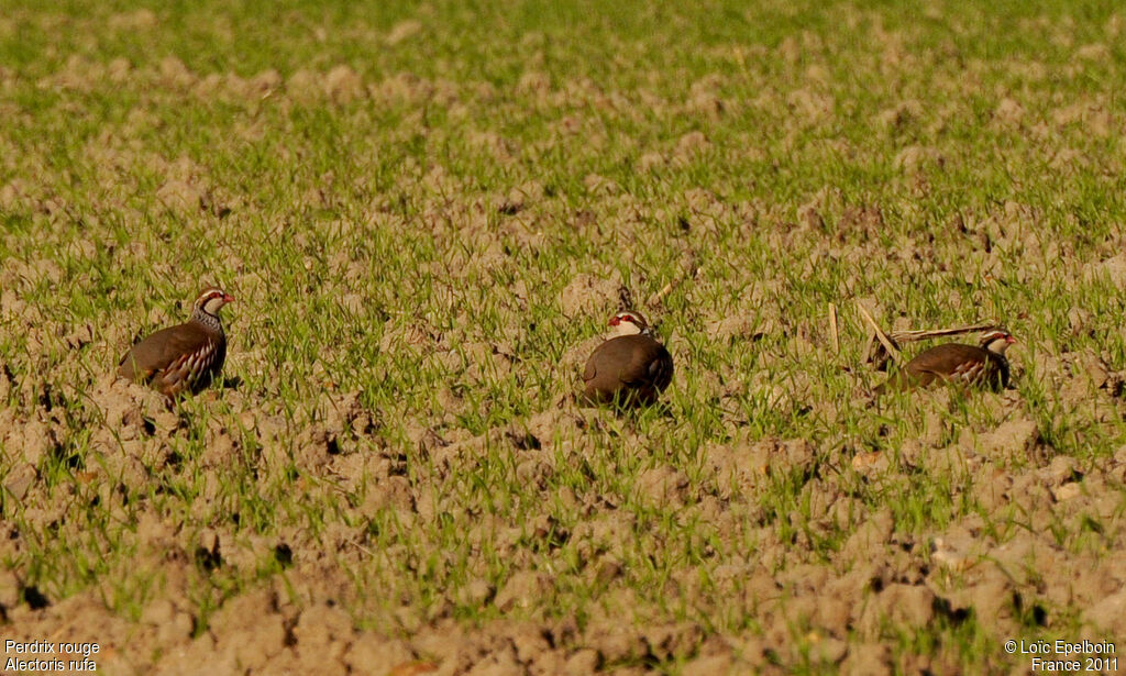 Red-legged Partridge