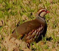 Red-legged Partridge