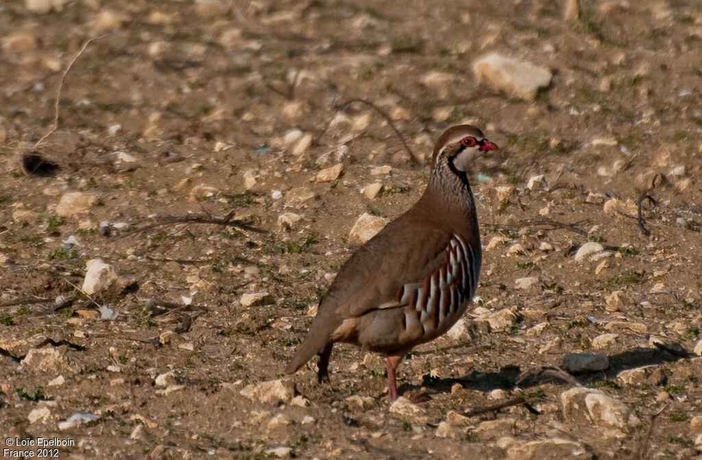 Red-legged Partridge