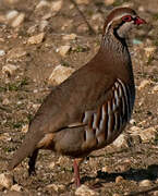 Red-legged Partridge