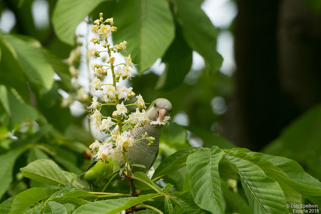 Monk Parakeet